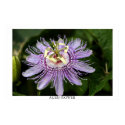 Alien Flower posters by photonut Alien Flower posters