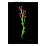 Alien Plant Life card