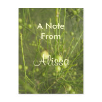 Alissa Postcards