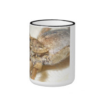 aliste para morder la taza de la araña