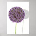 Alium Poster