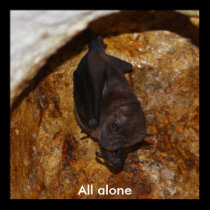 All alone posters