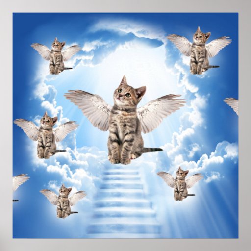 All Cats Go to Heaven Poster Zazzle