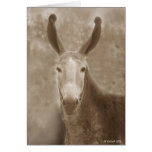 All Ears cards