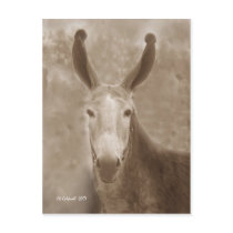 All Ears postcards by StarLily All Ears postcards