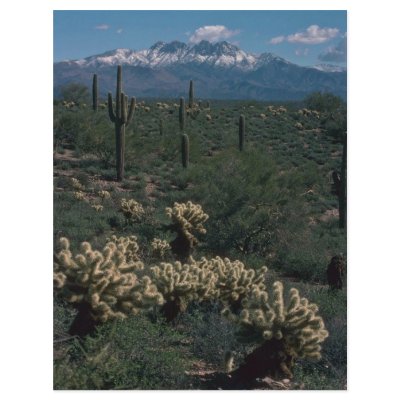 All In One Cacti Forms Full Color Flyer by BreathtakingNature