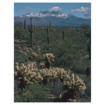 All In One Cacti Forms Full Color Flyer
