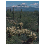 All In One Cacti Forms flyers