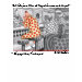 Ladies Baby Doll (Fitted)