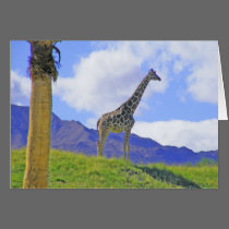 All Occasion 3 Giraffes Card by gramabarb All Occasion 3 Giraffes Card