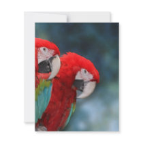 All Occasion Colorful Parrots Invites