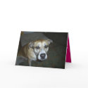 All Occasion Greeting Card from Dog to Master by DoriPrince All Occasion Greeting Card from Dog to Master