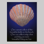 All of the Beautiful Shells Postcard postcards