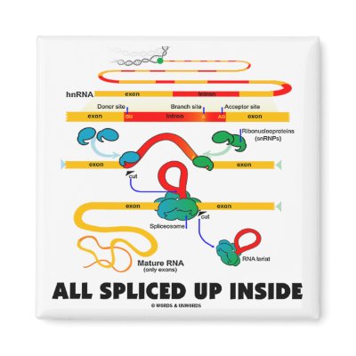 All Spliced Up Inside (RNA Splicing) Refrigerator Magnets by wordsunwords