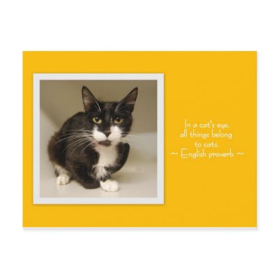 All Things Belong to Cats Postcard by Fuzzyball