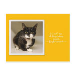 All Things Belong to Cats Postcard