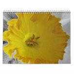 All things fine and fluffy wall calendars