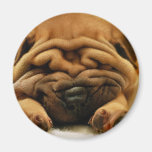 All Wrinkled Up Magnets