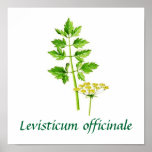 All you need is Lovage Posters