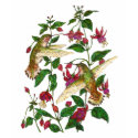 Allan's Hummingbird with Fuschia t-shirts by artbyjehf Allan's Hummingbird with Fuschia t-shirts