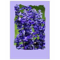 allans lavander t-shirts