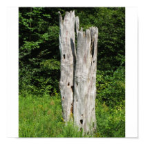 Alleghany State Park posters