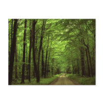 Allegheny National Park, Pennsylvania Postcard