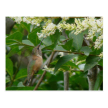 Allen's Hummingbird Postcard