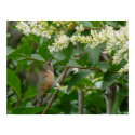 Allen's Hummingbird Poster posters by naturalphotos Allen's Hummingbird Poster posters
