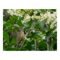 Allen's Hummingbird Poster posters by naturalphotos Allen's Hummingbird Poster posters