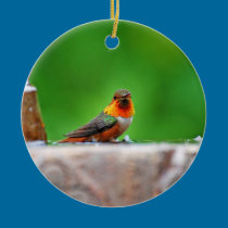 Allen's Hummingbird's Ornament ornaments