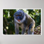 Allen's Swamp Monkey Posters