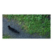 Alley Cat Photo Card