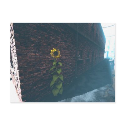 Alley SunFlower Post Card by Nekar_Xenos