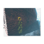 Alley SunFlower Post Card