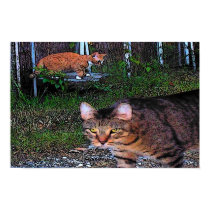 ALLEYCATS posters