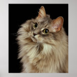 Allie 3 print