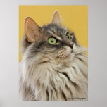 Allie (looking up) posters