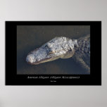 Alligator - 18 print