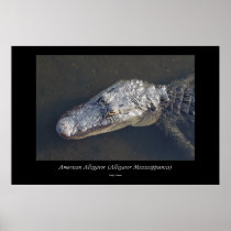Alligator - 18 print