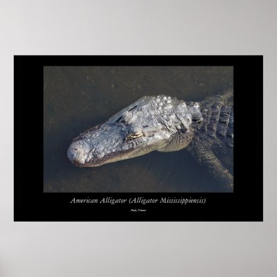 Alligator - 18 print by rudyumans