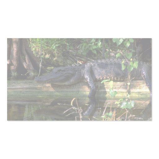 Alligator afternoon, Everglades, Florida Business Card Template (back side)