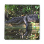 Alligator afternoon, Everglades, Florida Fridge Magnet