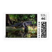 Alligator afternoon, Everglades, Florida Postage Stamp