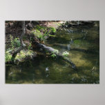 Alligator Alley posters