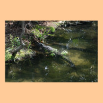 Alligator Alley posters