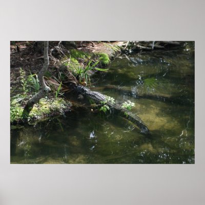 Alligator Alley Print by Paddydee56