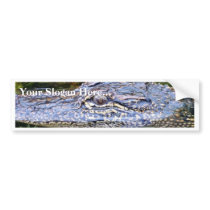 Alligator Bumper Sticker