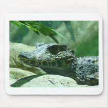alligator,caiman mousepads