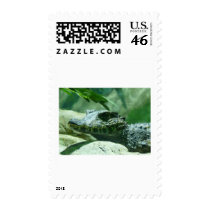 alligator,caiman postage